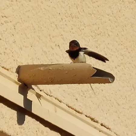 Le Nid Douillet Appartement